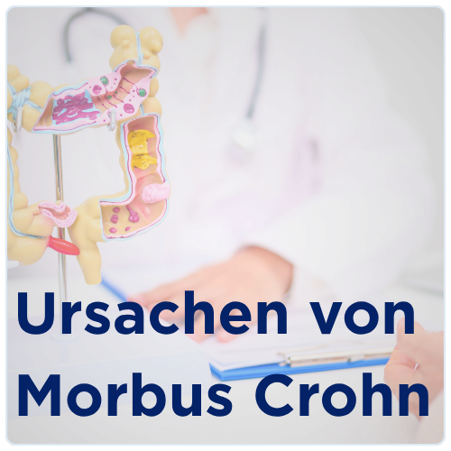 Medizinisches Darmmodell mit Text: Ursachen von Morbus Crohn
