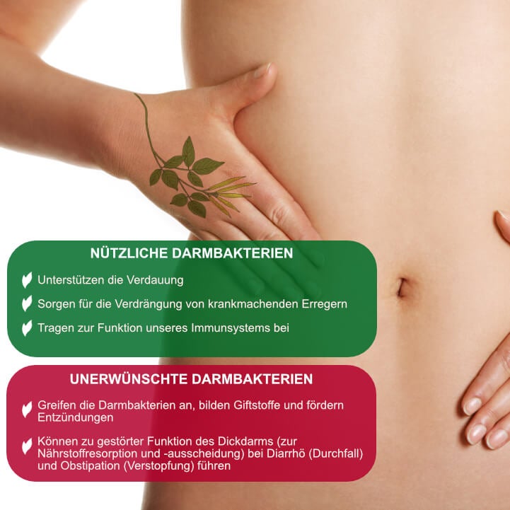 nuetzliche und unerwuenschte darmbakterien infografik