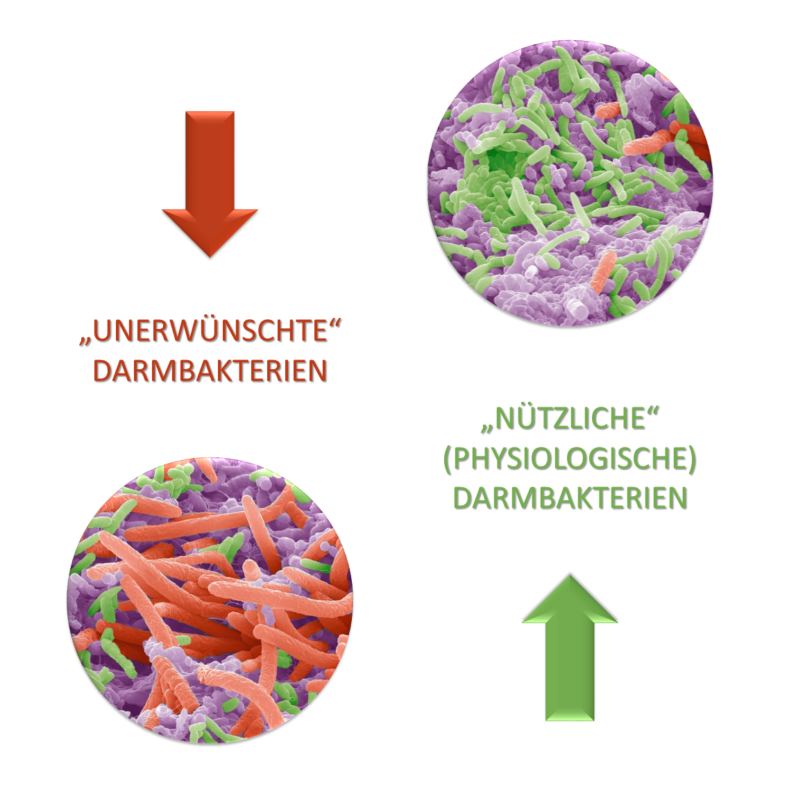 optifibre