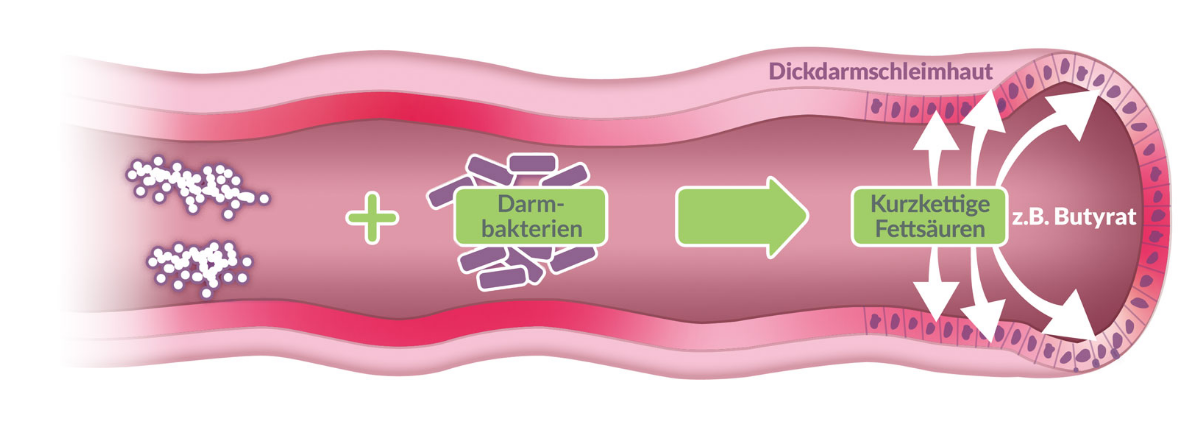 organs
